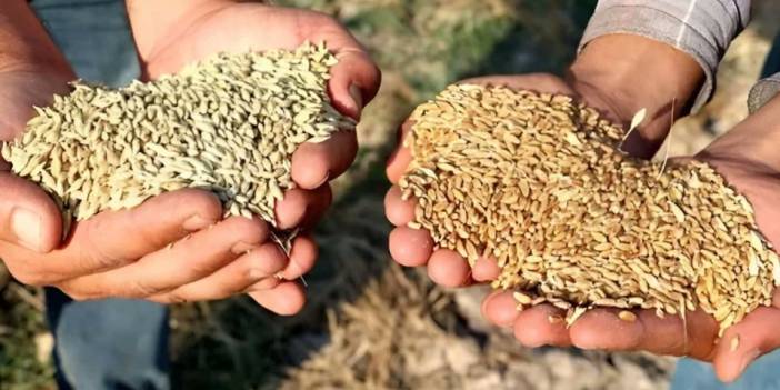 2024 yılı TMO buğday ve arpa alım fiyatı açıklandı