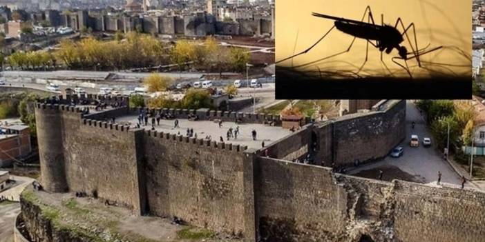 Diyarbakır’da haşere istilası: Büyükşehirden açıklama