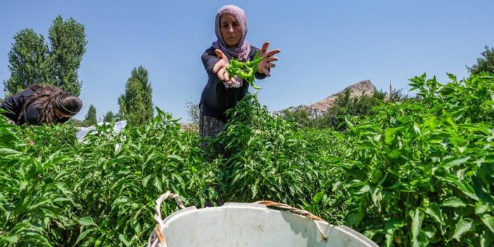 Diyarbakır’ın Çermik biberi Avrupa yolunda