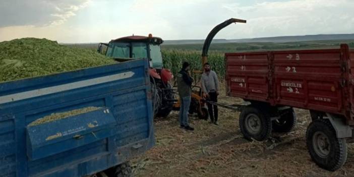 Silajlık mısır hasadı başladı: Çiftçiler umutlu