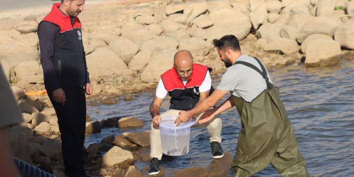 Diyarbakır ve Siirt’in ardından sazanlar bu sefer Şırnak’ta suya bırakıldı