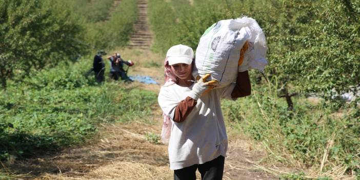 Diyarbakır’daki çorak araziler bademlendi: 8 bin ton rekolte