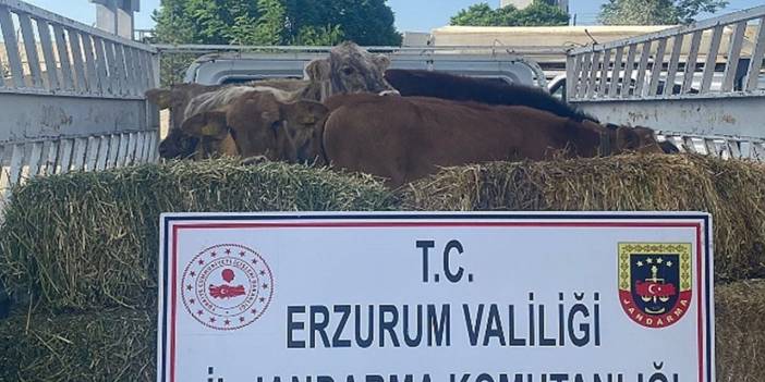 Erzurum’da büyükbaş hayvan çalan 2 kişi tutuklandı