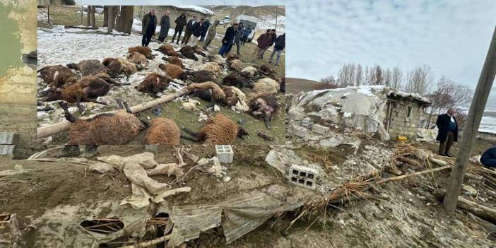 Ahır şok ısı değişimine dayanamadı: 30 hayvan öldü