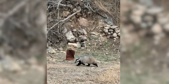 Mardin’de porsuk görüldü