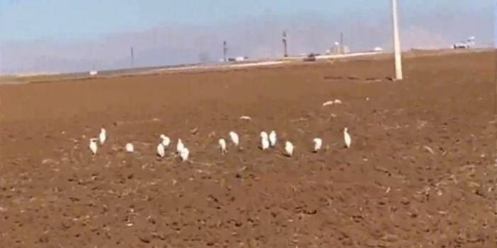 Mardin'de akbalıkçıl kuşları görüntülendi