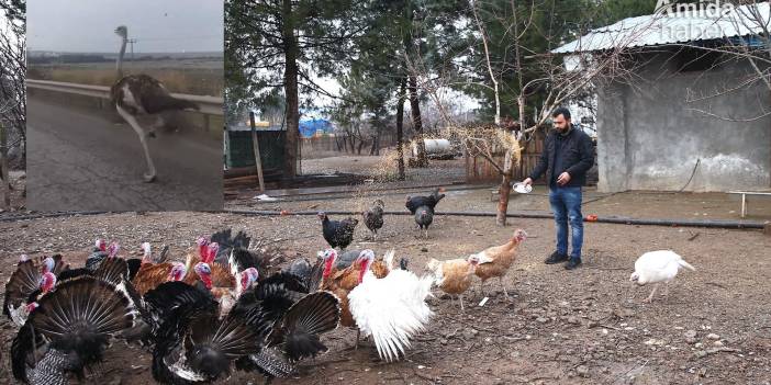 Diyarbakır’da çiftlikten kaçan deve kuşu her yerde aranıyor
