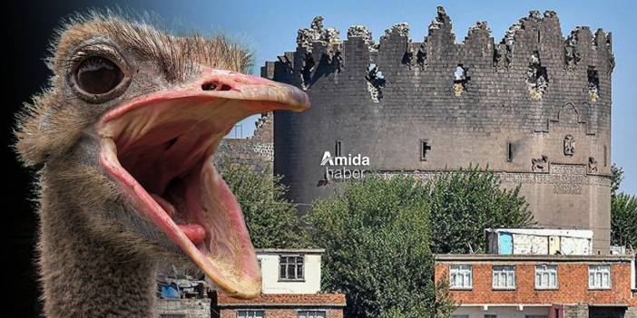Diyarbakır’daki firari deve kuşuna teşhis konuldu: Eş aranıyor