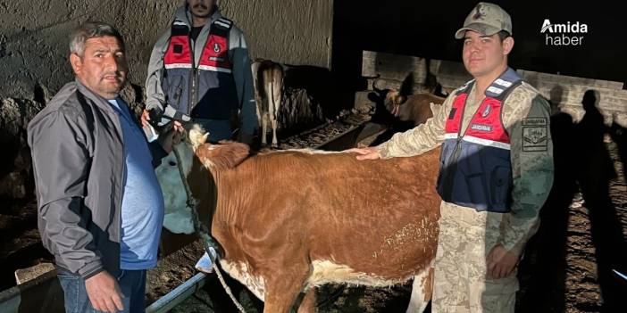 Şanlıurfa’da çalınan 4 büyükbaş hayvan sahibine teslim edildi