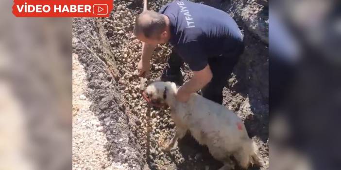 Diyarbakır’da mahsur kalan kuzuyu itfaiye kurtardı