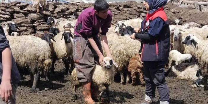 Ağrı’da hayvanlarda küpe takma ve aşı dönemi başladı