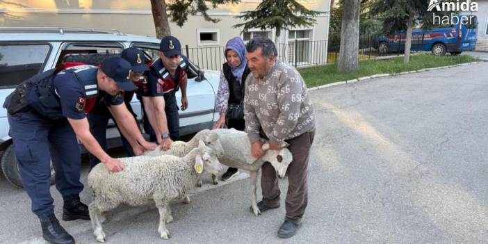 Hayvan hırsızları yine sahnede: Diyarbakır’da üreticiler tetikte