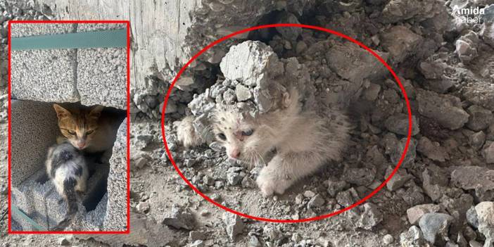 Şanlıurfa'da yaşandı: Kedinin üzerine beton döküldü