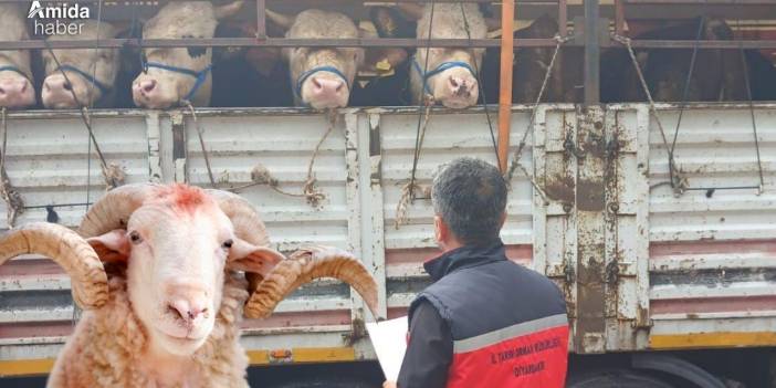 Diyarbakır’da kurban denetimleri başladı: Ekipler sahada