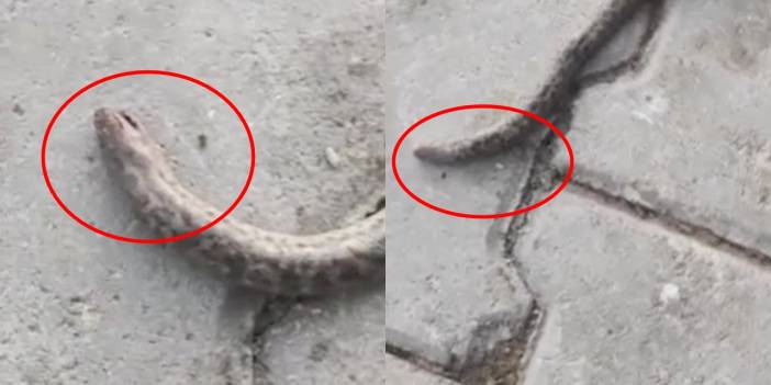 Elazığ'da çift başlı yılan korkuttu!