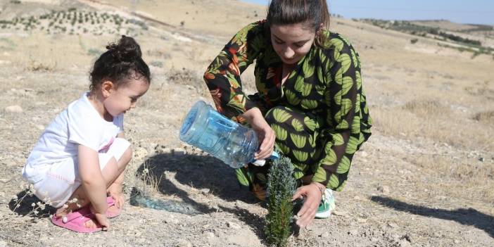 Urfa’da ağaçlandırma projesi: 63 bin yeni fidan