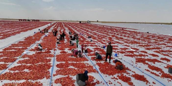 Diyarbakır’dan Avrupa’ya domates yolculuğu