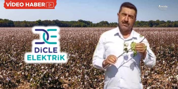 Diyarbakır’da kriz: 6 bin dönüm pamuk kurudu