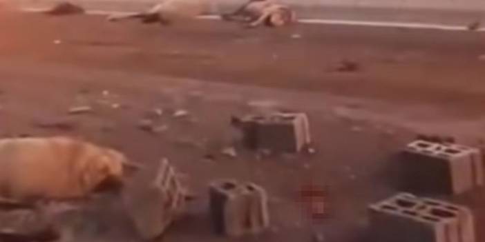 Van'da kamyonet sürüye çarptı: 37 koyun öldü