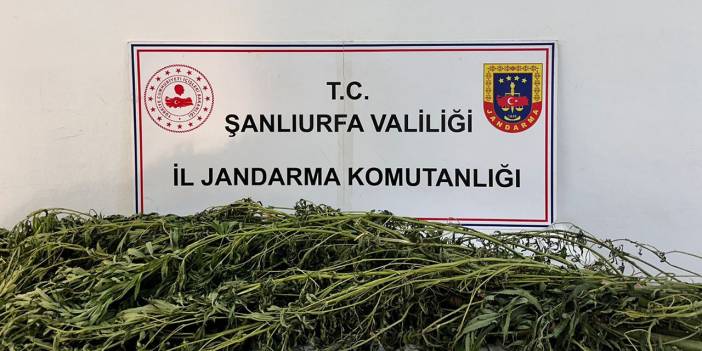 Şanlıurfa'da uyuşturucu operasyonu: 42 kişi gözaltına alındı