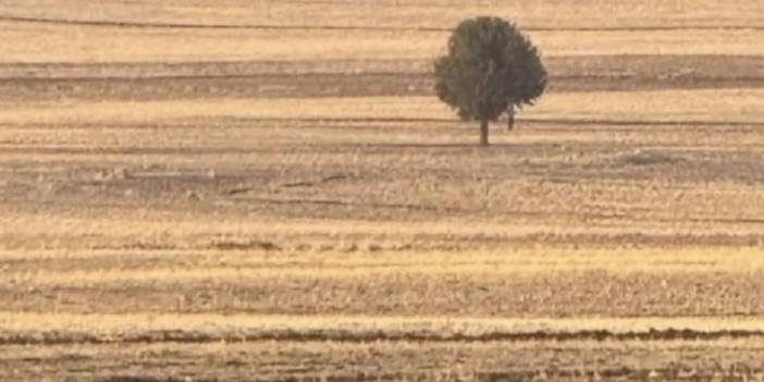Şırnak’ta bir kişi tarlada ağaca asılı halde bulundu