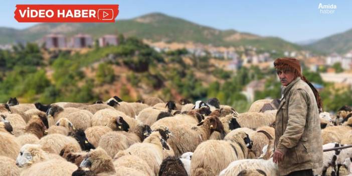 Çoban maaşı dudak uçuklattı: 130 bin TL
