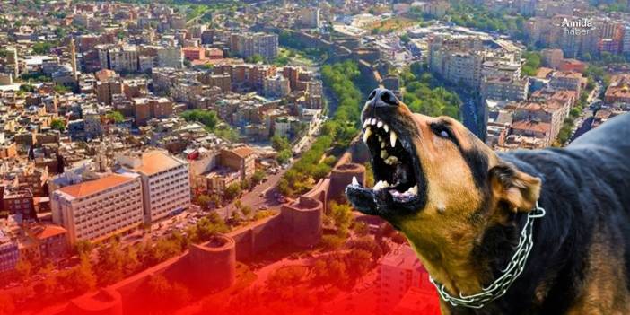 Diyarbakır’da kuduz endişesi: 17 yaşındaki genç hastanede