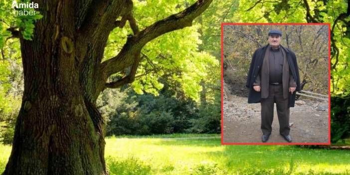 Ceviz toplarken ağaçtan düşen muhtar yaşamını yitirdi