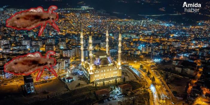 Diyarbakır’da sitelerde ‘bit’ alarmı: Çatıları sardı