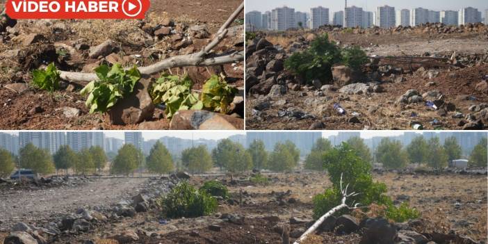 Diyarbakır’a büyük ihanet: Kim bu vicdansızlar