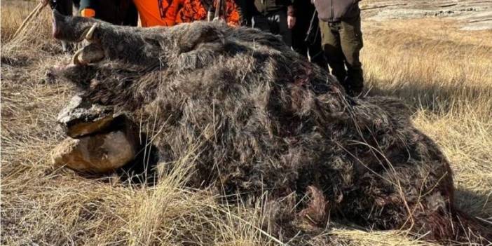 Elazığ’da izinli av: 250 kiloluk domuz avlandı