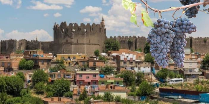 Diyarbakır’da modern bağcılık için adım atıldı: Yüzde 50 hibe