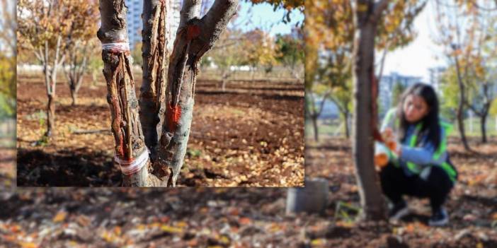 Diyarbakır’da özel ağaç tedavisi: İşte detaylar