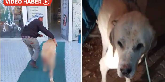 Diyarbakır'da insanlık öldü: Tecavüze uğrayan köpek kurtarılamadı