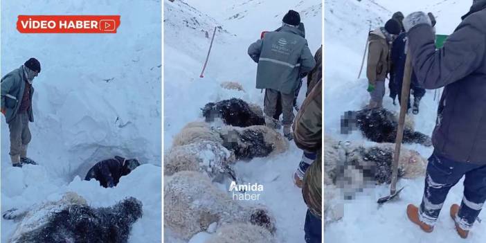 Üçüncü çığ faciası: Van’da kar kütleleri sürüyü yuttu