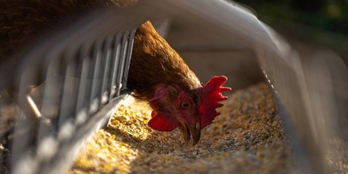 Valilik: Sağlık raporu olmayan 200 tavuk ele geçirildi