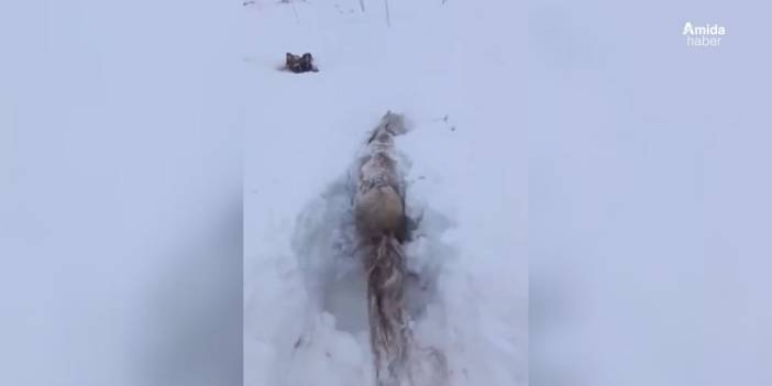 Kars'ta at kara saplandı