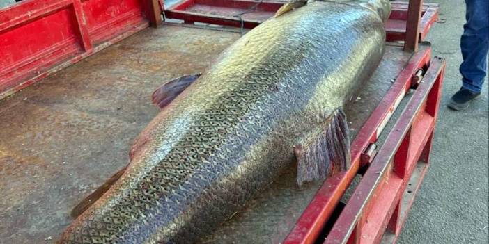 Diyarbakır’da 100 kiloluk dev balık yakalandı