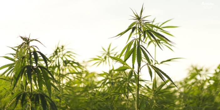 Bakanlık duyurdu: Kenevir üretimine kota geldi