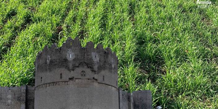 Diyarbakırlı başkan müjdeyi verdi: Rekolte 700 kiloya çıkacak