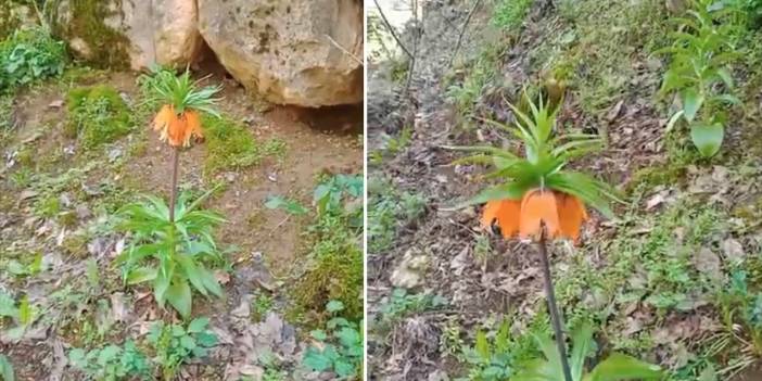 Diyarbakır’da bu çiçeği koparmanın cezası 577 bin lira