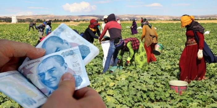 Mevsimlik işçilerde eşitsizlik derinleşti: Kadının maaşı 23, erkeğin 39