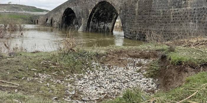 Diyarbakır’da binlerce balık öldü
