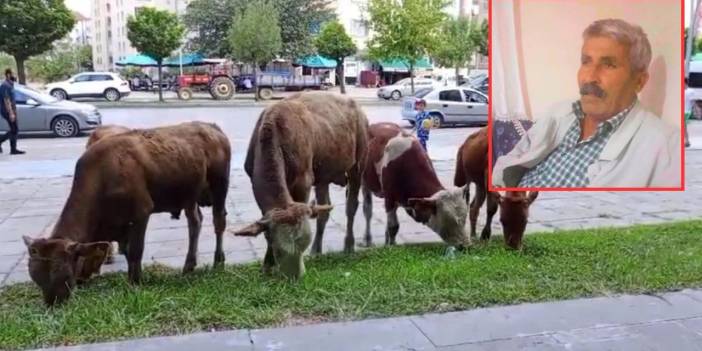 Diyarbakır’da ana yolda feci ölüm: İneğini kovalıyordu