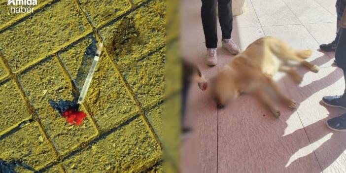 Üniversitede ihmal: İğneler çöpe değil, bahçeye!