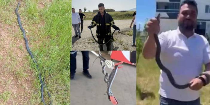 Evlerin içine kadar girdiler: Diyarbakırlıları rahatlatan ‘yılan’ açıklaması