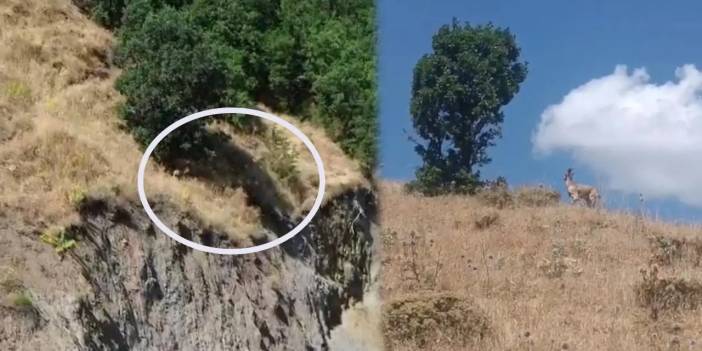 Bingöl’de nesli tehlikedeki dağ keçisi görüntülendi