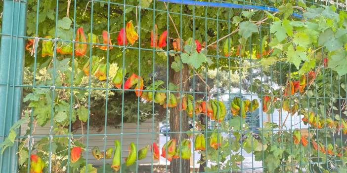 Diyarbakır’da biber ve patlıcan sezonu açıldı