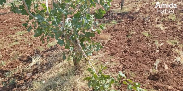 Siirt’te fıstık üreticileri tedirgin: Domuzlar bahçeleri tahrip ediyor