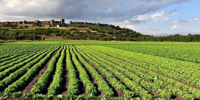 Diyarbakır: Marul tarlaları, tarihi surlar ve sonbahar